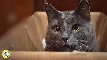 How to Understand Your Cat