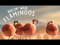 ROLLIN' SAFARI - 'Flamingos' - Official Trailer FMX 2013