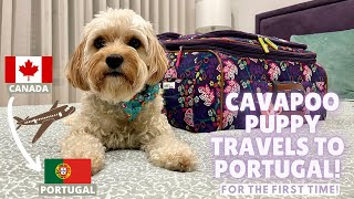 Cavapoo Puppy Travels from Canada to Portugal! Puppy's First Time Flying!