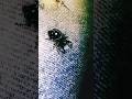 "Emerald Jumping Spider"