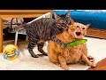 Funny Animal Videos 2023 😹 - Funniest Dogs and Cats Videos 😻 #50