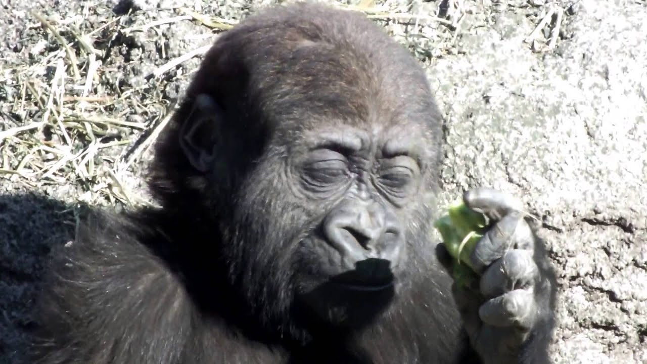 kawaii emoticons #18 Cute Baby Gorilla(2 years old) .かわいいゴリラの赤ちゃん(二歳)。