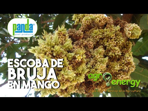 Video: ¿Qué es la enfermedad de la escoba de bruja?