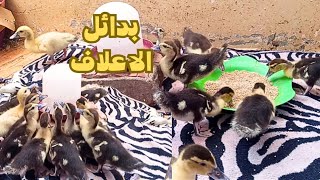 عمر البط 17يوم/ مع العليقة السحريه لزيادة الوزن وتسمين البط وعلاج الاسهال وفاتح للشهية 
