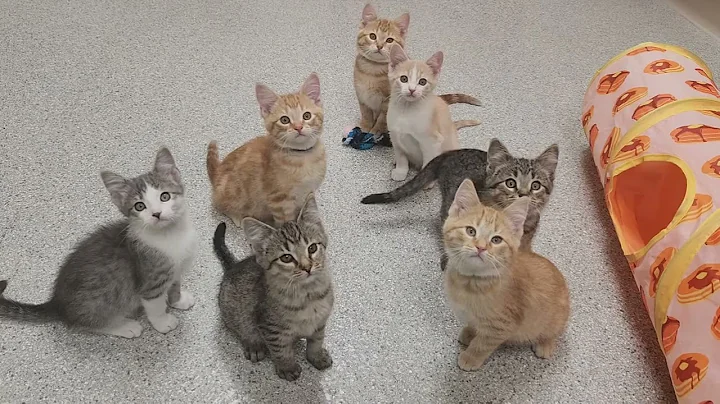 Video 6500001: domestic shorthair