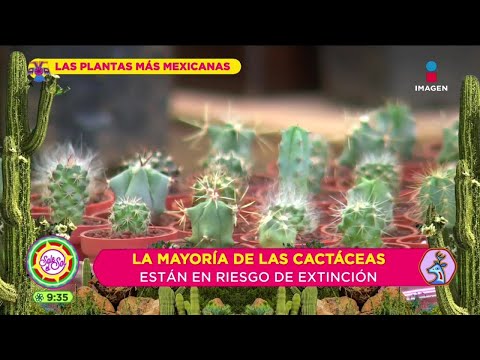 Video: ¿Es ilegal desenterrar cactus en Texas?