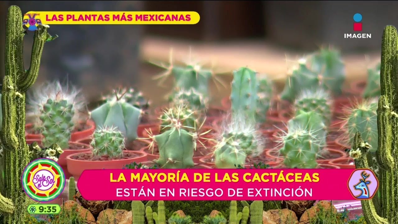 ¿Es ilegal tener ciertos tipos de cactus? Dr. Planta Sale el Sol