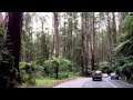 The Black Spur Drive close to Melbourne: Fern Trees in the Eucalyptus Forest