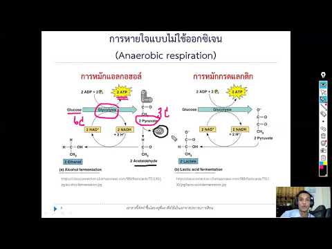 EP11: สรุปการหายใจแบบไม่ใช้ออกซิเจน