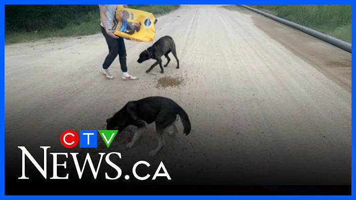 Sask. volunteers step in to feed dogs in wildfire evacuated areas|CTVNews Prince Albert: Aug 8, 2025