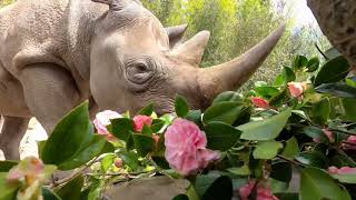 Rhinos Devour Fresh Flowers At Oregon Zoo
