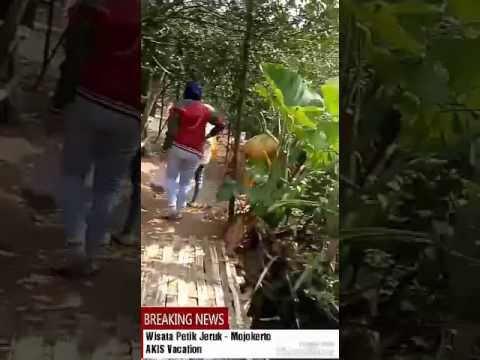 Wisata Petik Jeruk Sumbersono Dlanggu Mojokerto