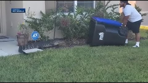 Florida man catches alligator in trash can in viral video | ABC7