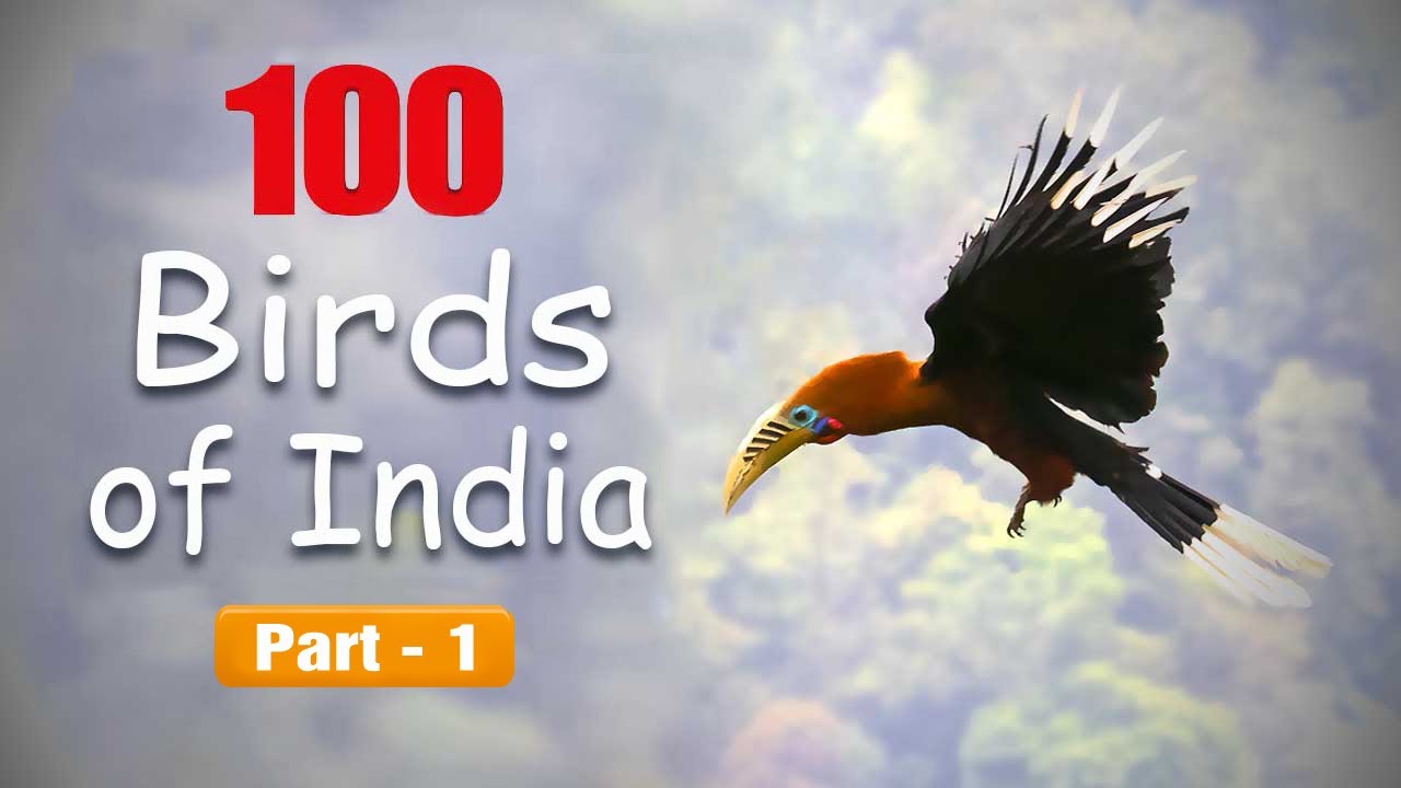 Western ghats - A tribute to the Biodiversity - Birds ,Butterflies, Animals,  Reptiles and much more. - YouTube