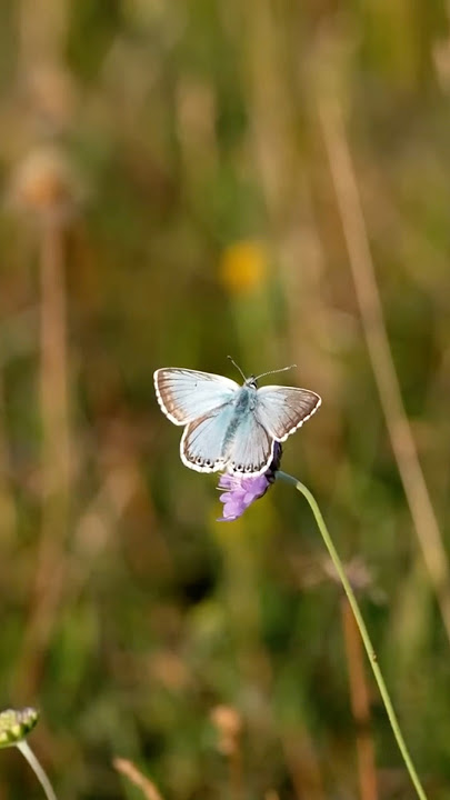 Why Butterflies Vanish When You Get Too Close #butterfly #cameraequipment #nature