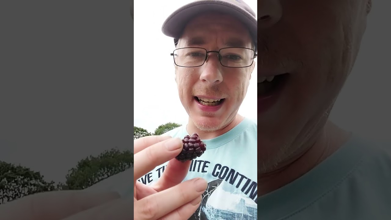 Honest Plant Review: Loganberry