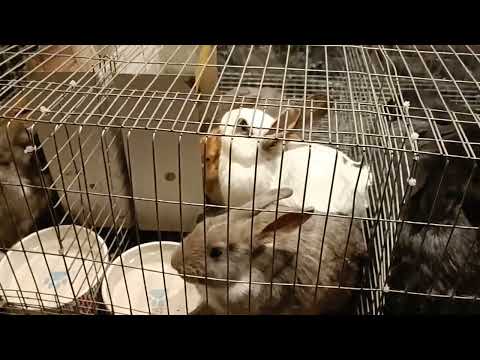Video: Jaký králík na maso?
