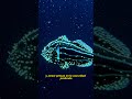 PEZ LINTERNA “Bioluminiscencia”