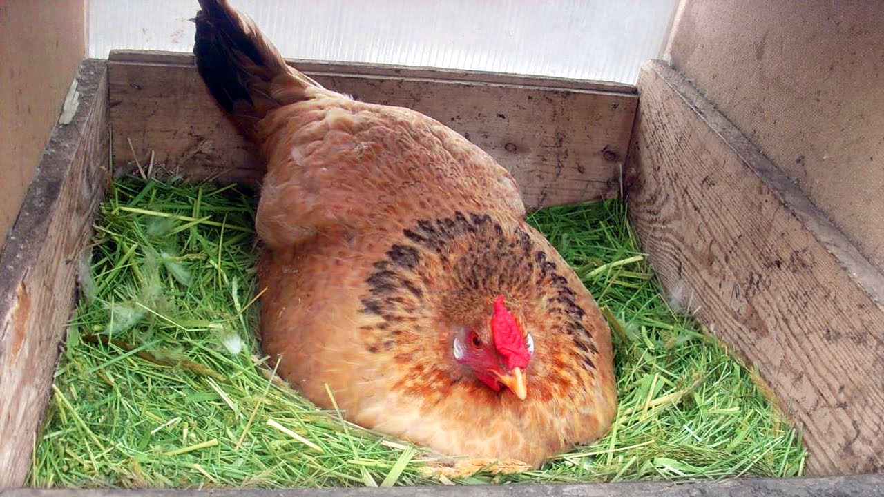 Можно ли под курицу подложить. Гнезда для курей. Курица высиживает яйца. Курица-наседка. Яйца в курятнике.