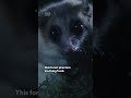 Who is this tiny marsupial? 🤔 #WILDChile #NatGeoAnimals