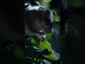 Who is this tiny marsupial? 🤔 #WILDChile #NatGeoAnimals