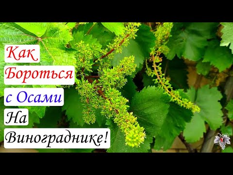 Как избавиться от Ос! Уменьшаем количество Ос на винограднике!