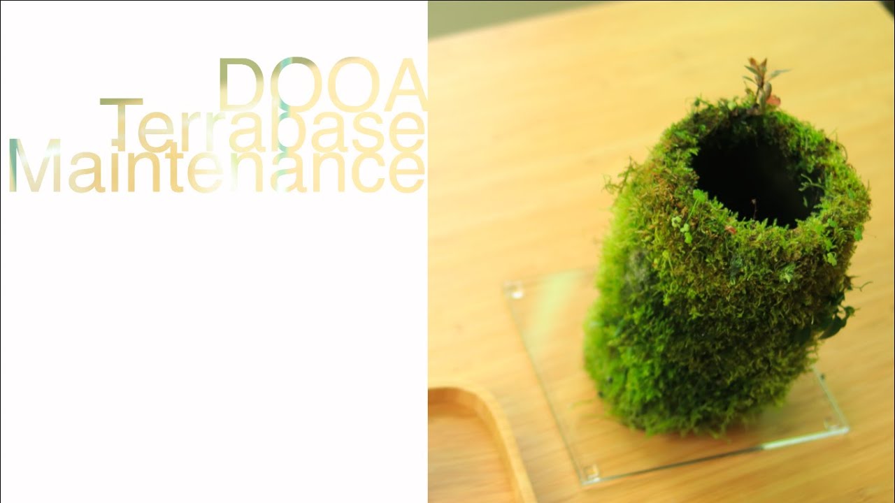 Dooa Terrabase Maintenance - 1 year old wabikusa