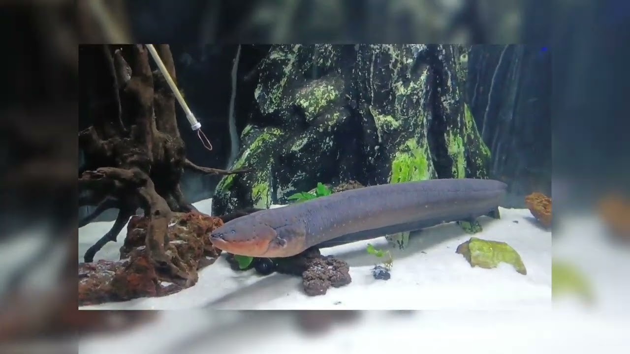 Jalan jalan ke Ancol, Dufan