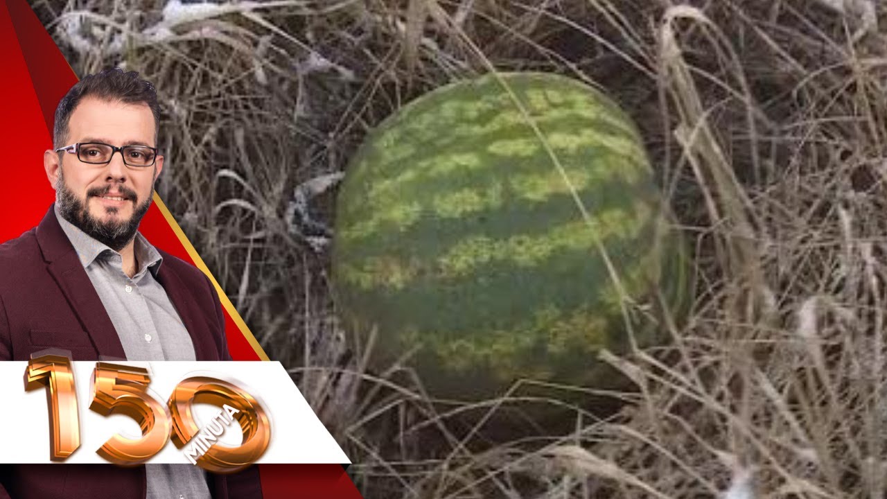 U srpskom selu Drača rodila "decembarska" lubenica - 150 minuta