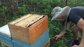 🔵1 reason beekeepers hives are dying so easily. Package vs nuc challenge.