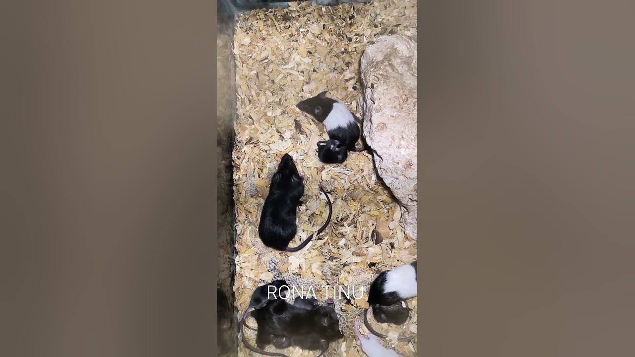 fancy-mouse-at-pet-store-kottakkal-fancymouse-kottakkal-petstore