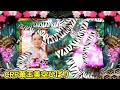 CRぱちんこ華王美空ひばり「パチンコ」リーチ&大当り Part7