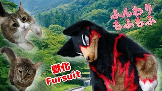 【Fursuit/獣化#162】水曜のもふもふタイム🐶🐾【ジュージュー/JuuJuu】#fursuit #獣化 #FurryVtuber #ケモV #furry