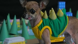 GODZILLA As Performed By Dogs (DOGZILLA)