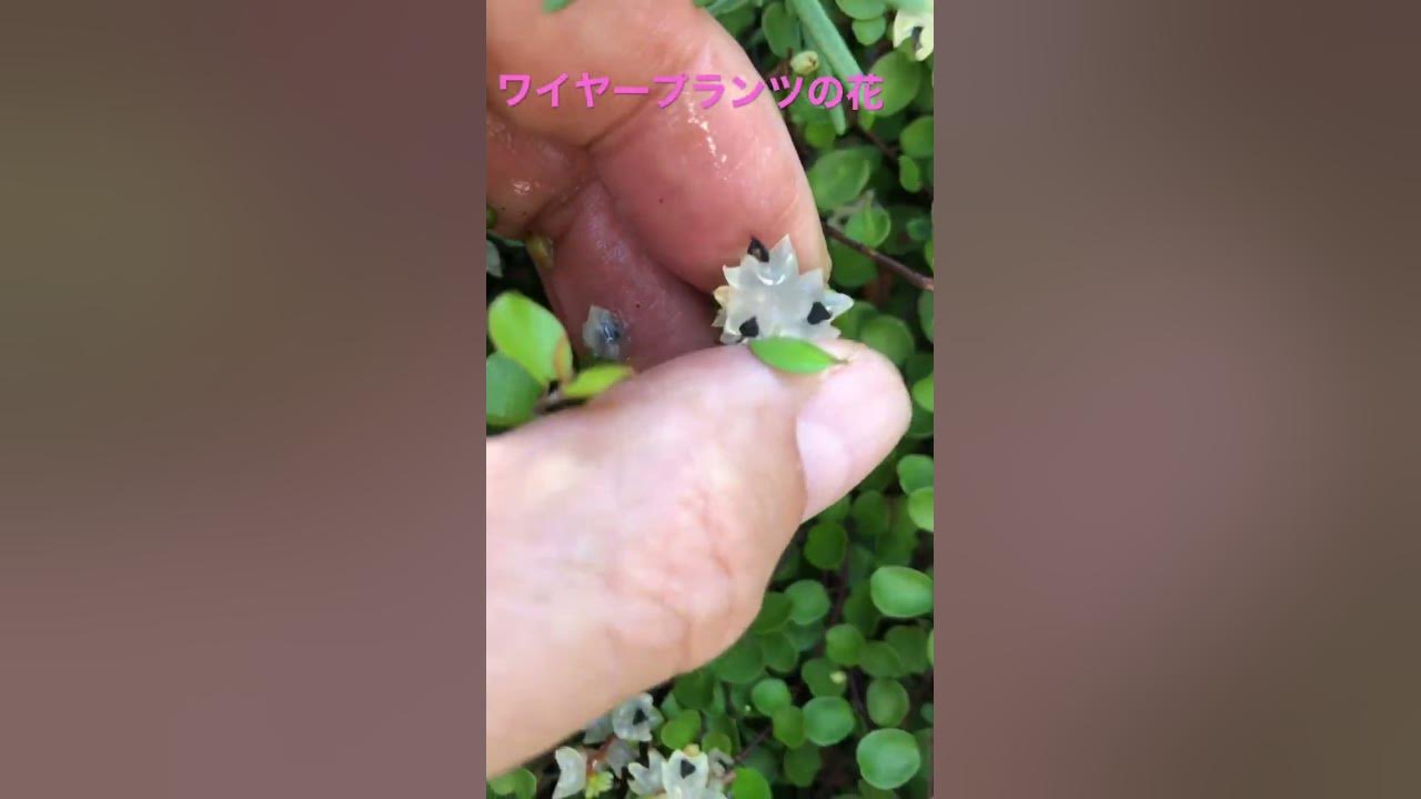 ワイヤープランツの花 Youtube