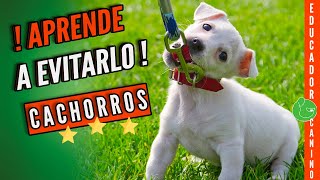 Aprende a PASEAR a tu PERRO  o CACHORRO para que CAMINE con Correa SIN TIRAR (Paseo Perfecto)