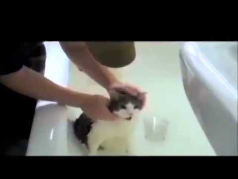 Videó: 5 Módja Egy őrült Macska Megnyugtatásának