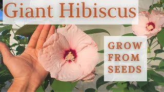 Growing Giant Hibiscus from seeds in pot! by Tony's Exploration- Home & Garden 10,884 views 2 years ago 4 minutes