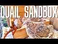 Quail Sandbox?