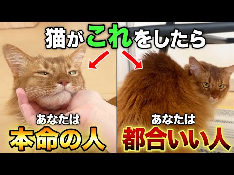 【同じ家族でも態度が違う】あなたは猫にとって本命の人?都合の良い人?