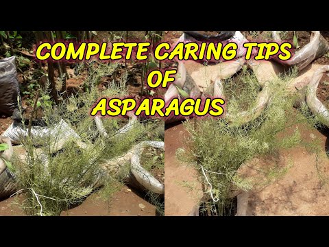 Video: Essential Questions About Breeding And Caring For Asparagus At Home