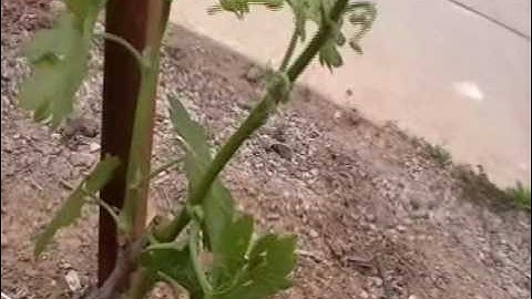 First Year Grape Vines choosing a Trunk Dilemma