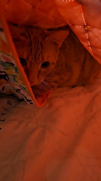 Who Is This Cute Kitten Is This Jojo shorts YouTube who-is-this-cute-kitten-is-this-jojo-shorts-youtube