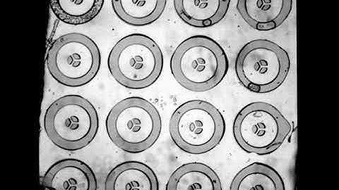 4x4 array of 3-ring BZ inhibitory coupled oscillators