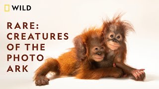 Rare: Creatures of the Photo Ark | Nat Geo Wild