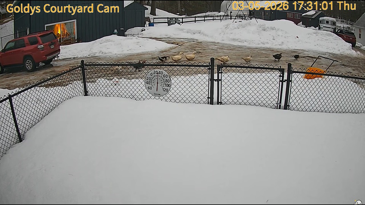 Goldy's Courtyard.WillowGoesWildInYard&GoesHomeW/Judy😅Bau&JustinChat.ET&TheGoats. NineDucksRoaming