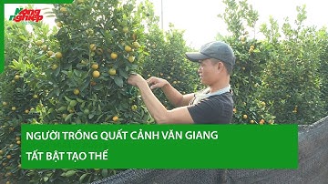 Người trồng quất cảnh Văn Giang tất bật tạo thế