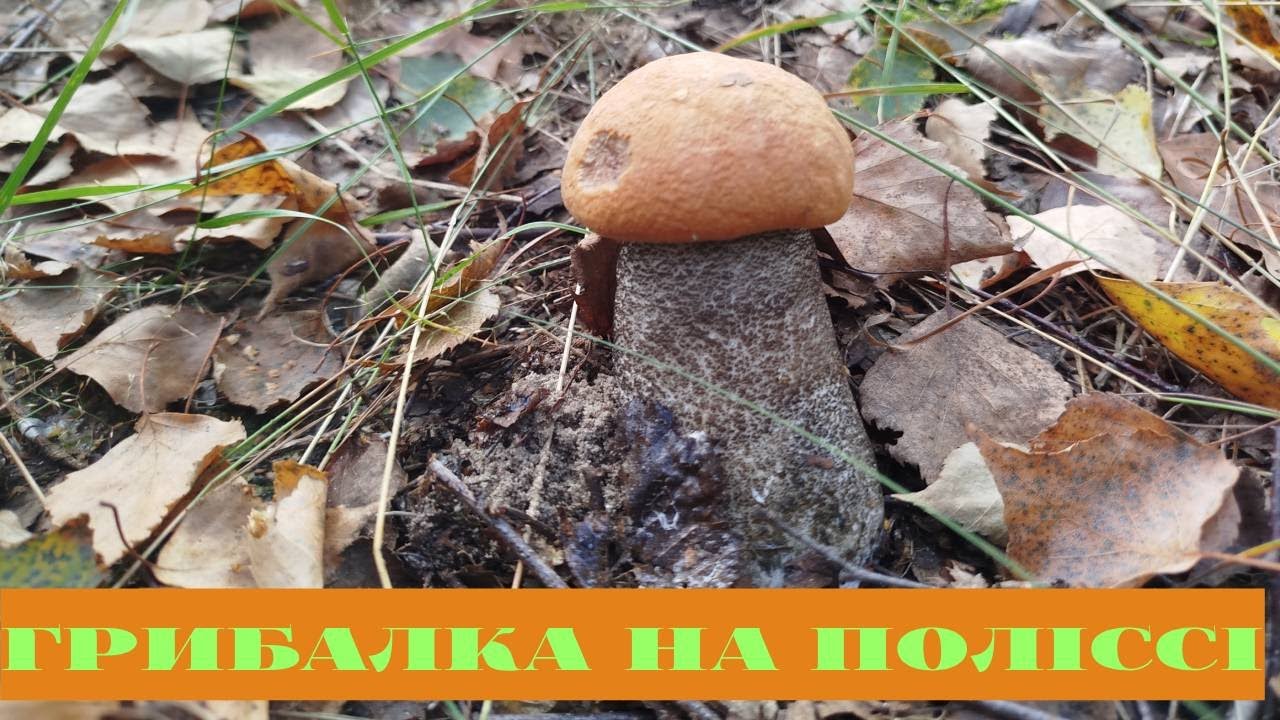 ГРИБАЛКА НА РІВНЕНСЬКОМУ ПОЛІССІ. 12.08.2025р. ПІДОСИЧНИКИ АТАКУЮТЬ...