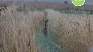 Video: Nordik Predator Roe Deer Call