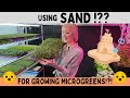 Grow Microgreens Using Sand!?